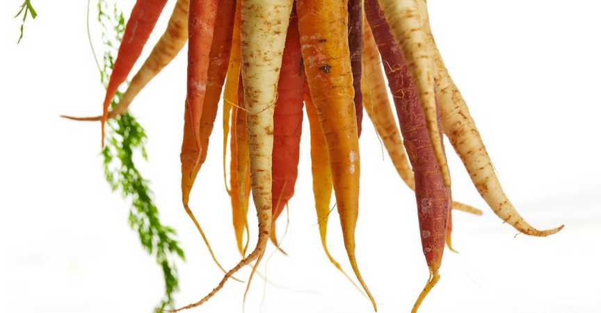 Zanahoria-Producto-Ecol-ogico-Orgánico-Siembra-Noviembre